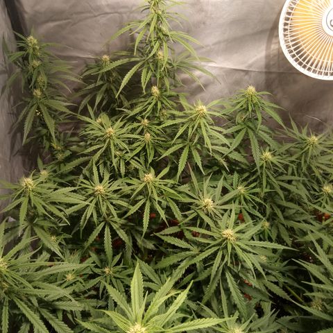 Super Skunk Auto growlog timeline photo