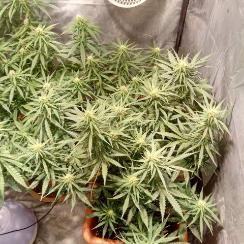 Think different growlog timeline photo