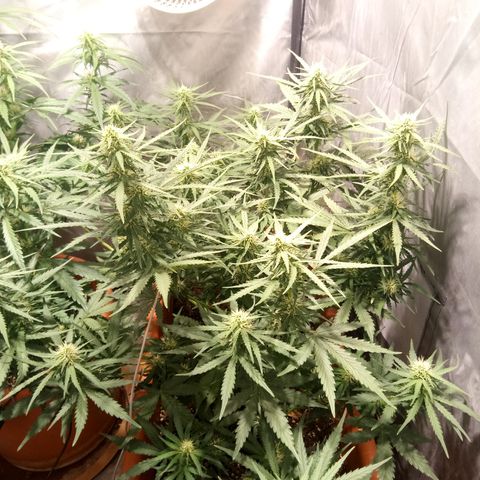 Think different growlog timeline photo