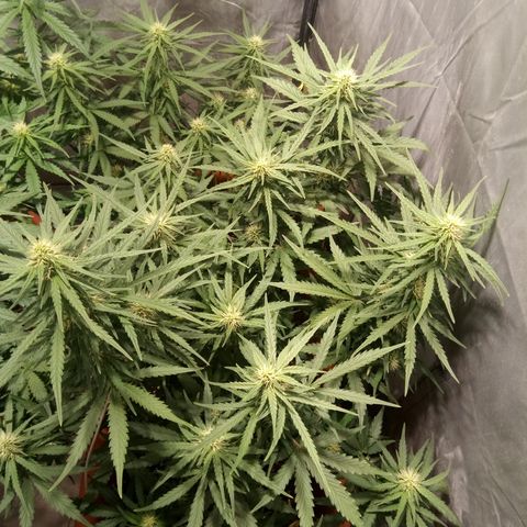 Think different growlog timeline photo
