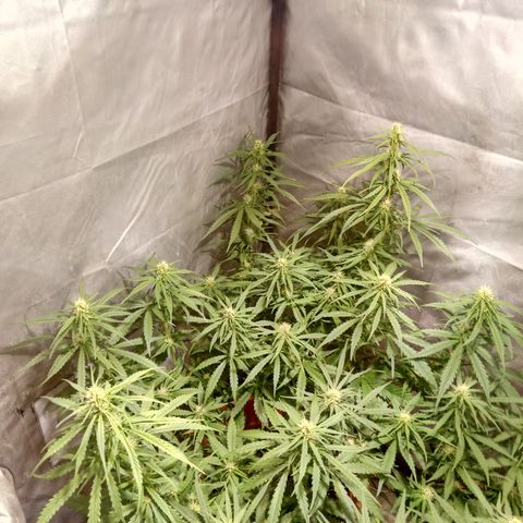 Super Skunk Auto growlog timeline photo