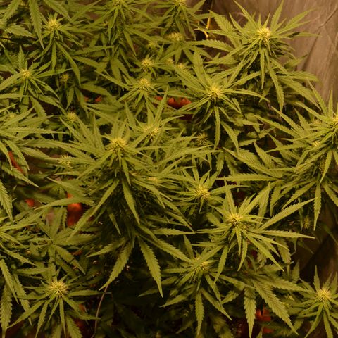 Think different growlog timeline photo