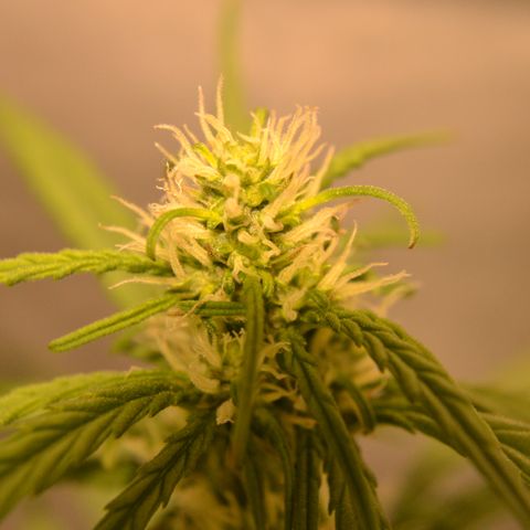 Think different growlog timeline photo