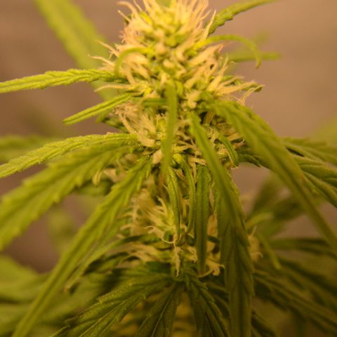 Think different growlog timeline photo