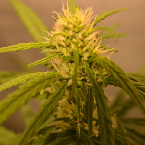 Think different growlog timeline photo