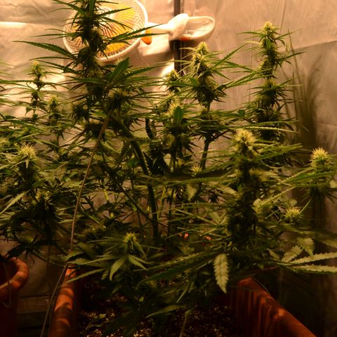 Think different growlog timeline photo