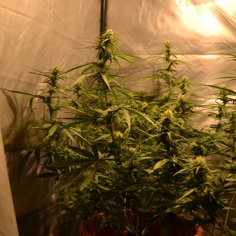 Super Skunk Auto growlog timeline photo
