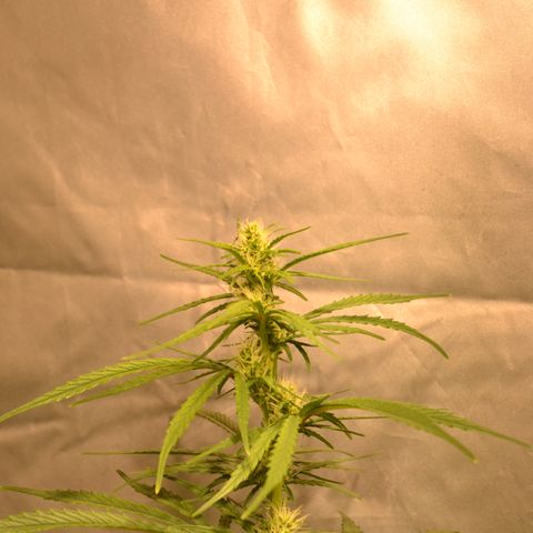 Super Skunk Auto growlog timeline photo