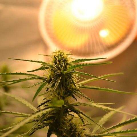 Super Skunk Auto growlog timeline photo