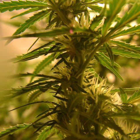 Super Skunk Auto growlog timeline photo