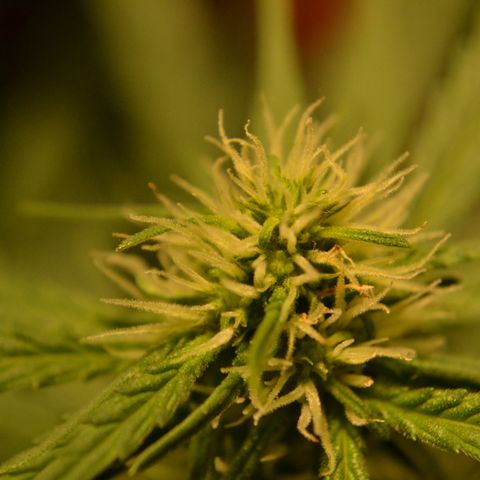 Super Skunk Auto growlog timeline photo