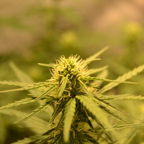 Super Skunk Auto growlog timeline photo