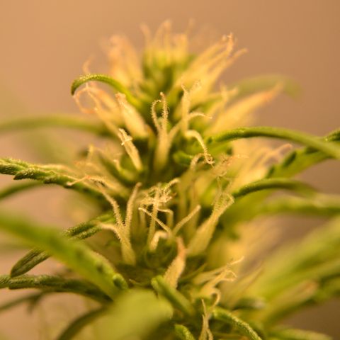 Super Skunk Auto growlog timeline photo