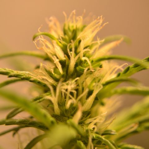Super Skunk Auto growlog timeline photo