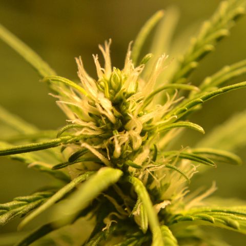 Super Skunk Auto growlog timeline photo