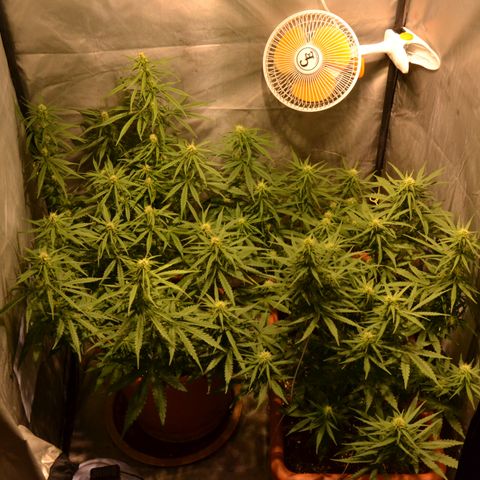 Super Skunk Auto growlog timeline photo