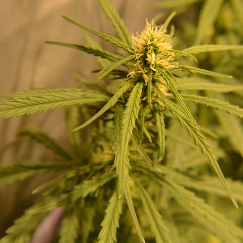 Super Skunk Auto growlog timeline photo