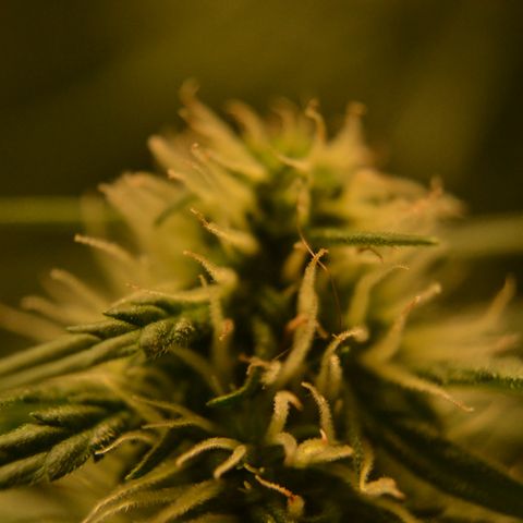 Think different growlog timeline photo