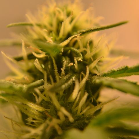 Think different growlog timeline photo