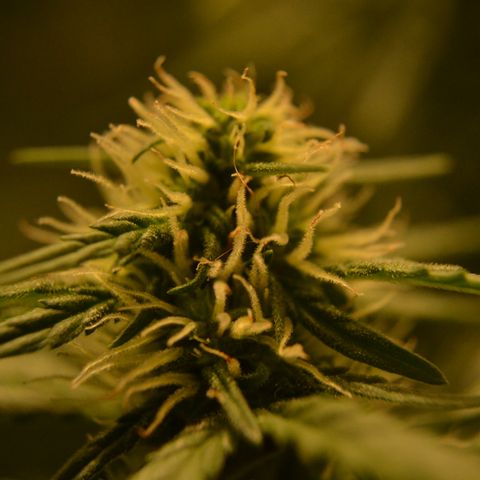 Think different growlog timeline photo