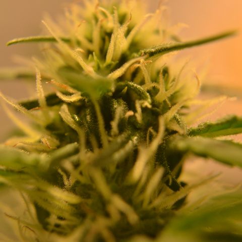 Think different growlog timeline photo