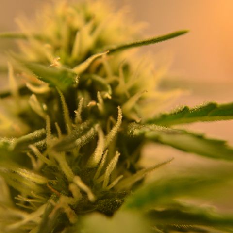 Think different growlog timeline photo
