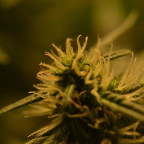 Think different growlog timeline photo