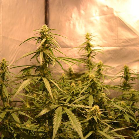 Super Skunk Auto growlog timeline photo