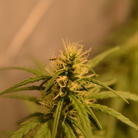 Super Skunk Auto growlog timeline photo
