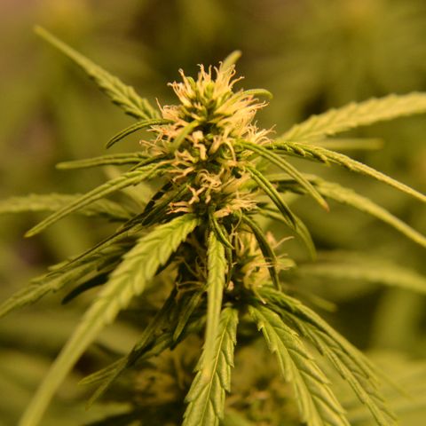 Super Skunk Auto growlog timeline photo