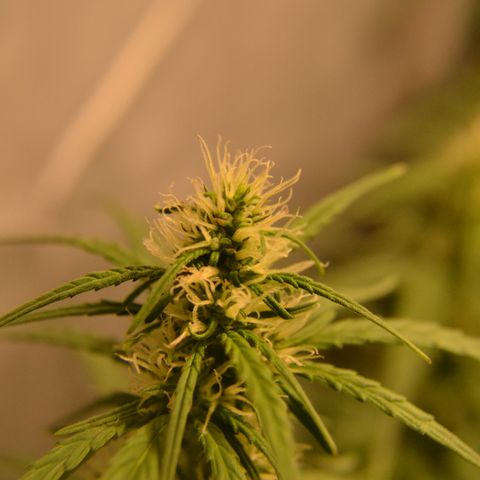 Super Skunk Auto growlog timeline photo