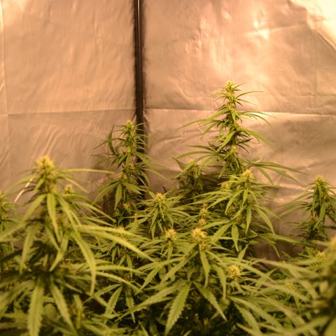 Super Skunk Auto growlog timeline photo
