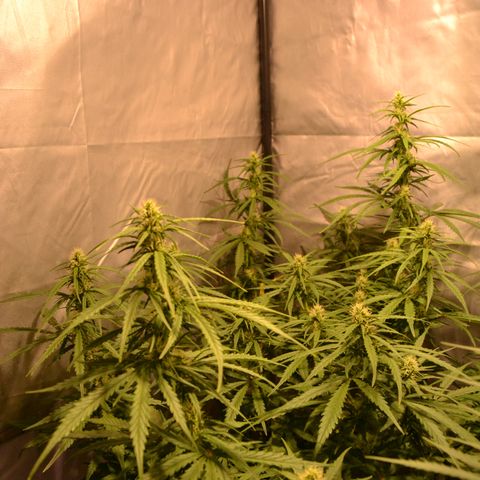 Super Skunk Auto growlog timeline photo