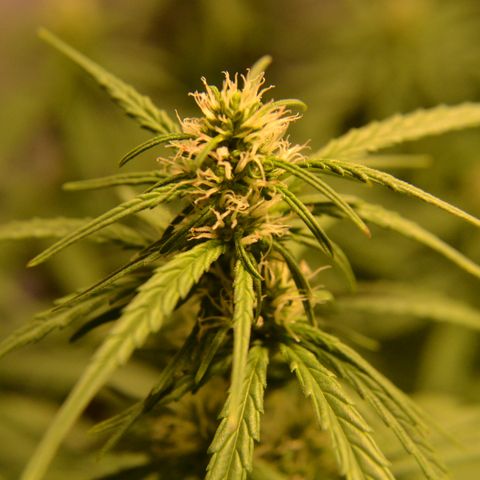 Super Skunk Auto growlog timeline photo