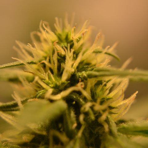 Think different growlog timeline photo