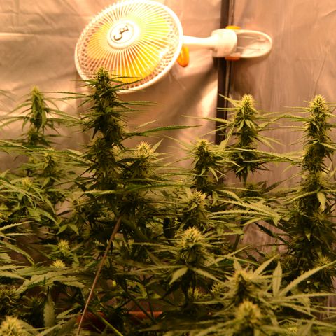 Think different growlog timeline photo