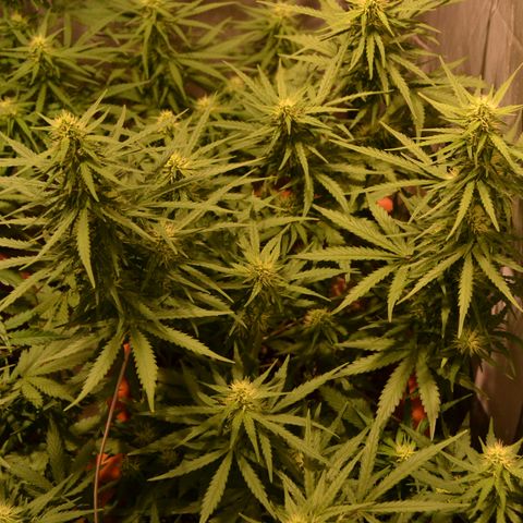 Think different growlog timeline photo