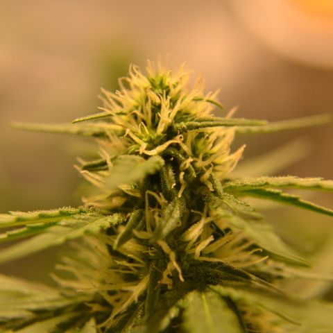Think different growlog timeline photo