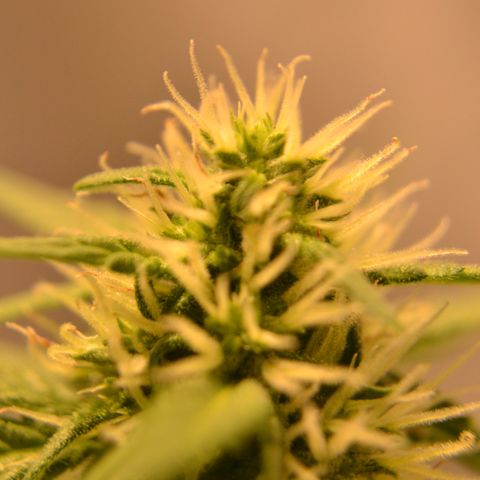 Think different growlog timeline photo