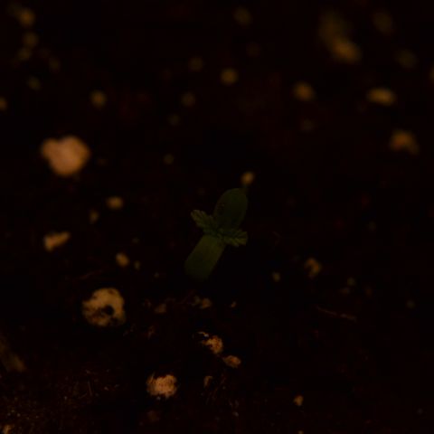 Auto Critical Orange Punch growlog photo: Germogliato@)