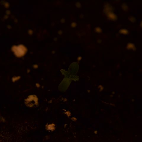 Auto Critical Orange Punch growlog photo: Germogliato@)