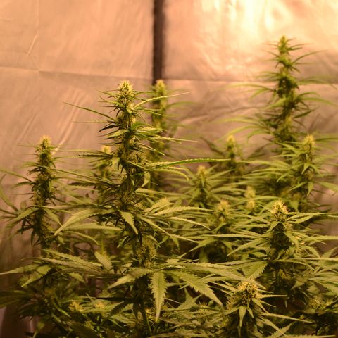 Super Skunk Auto growlog timeline photo