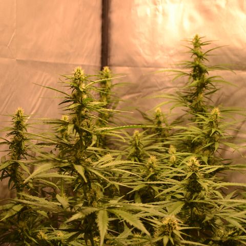 Super Skunk Auto growlog timeline photo