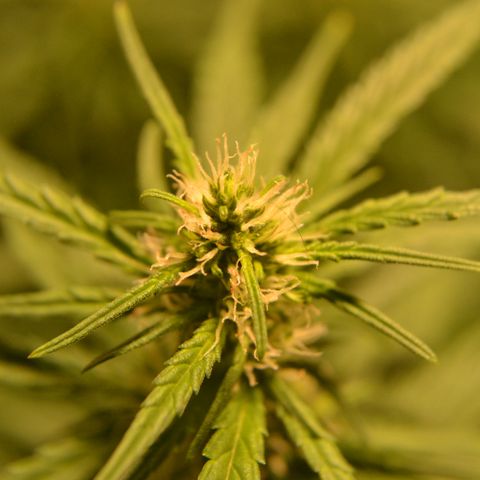 Super Skunk Auto growlog timeline photo