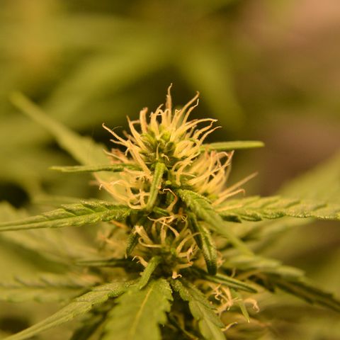 Super Skunk Auto growlog timeline photo