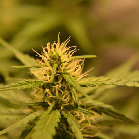 Super Skunk Auto growlog timeline photo