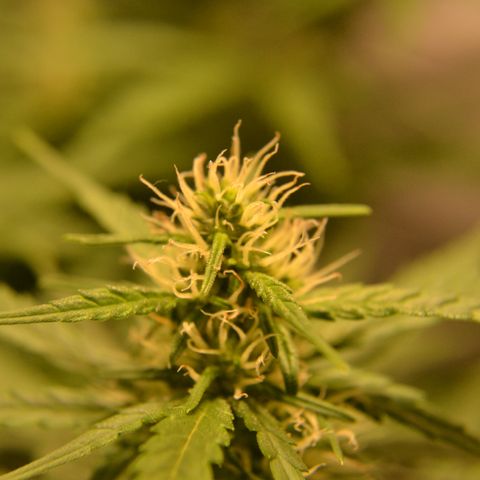 Super Skunk Auto growlog timeline photo