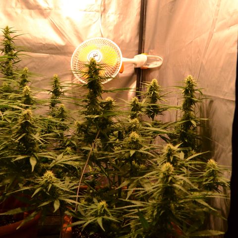 Think different growlog timeline photo
