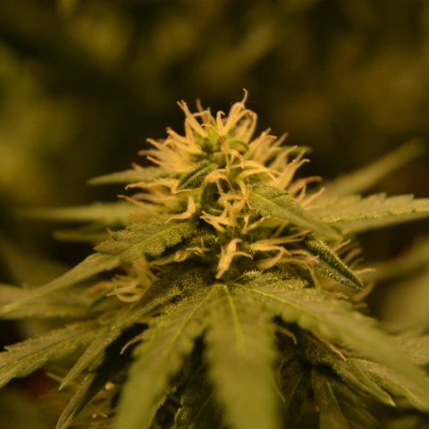 Think different growlog timeline photo