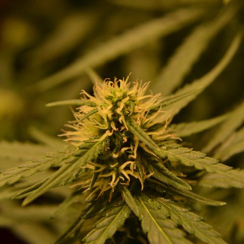 Think different growlog timeline photo
